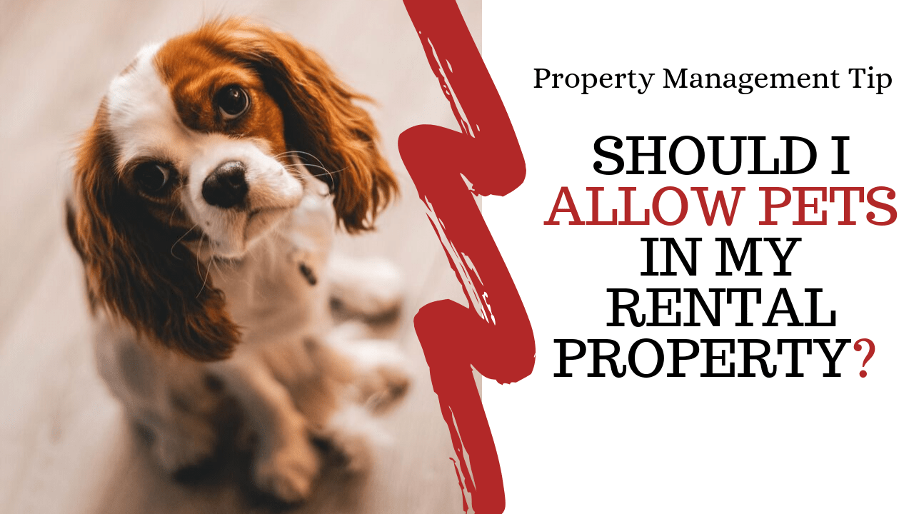 Should I Allow Pets In My Rental Property? | Lakewood, CO Property
